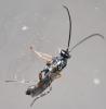 Campopleginae inconnu